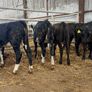 10 heifer Weanlings Image 4