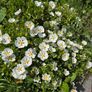Flower bush Cistus ladanifer (Common Gum Cistus) Image 4