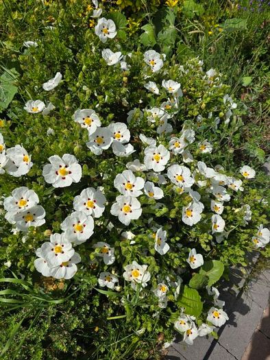 Flower bush Cistus ladanifer (Common Gum Cistus)