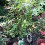 Japanese acers - wide selection Image 7