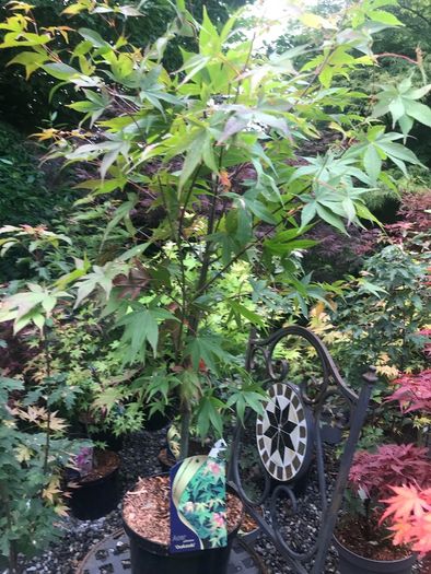 Japanese acers - wide selection