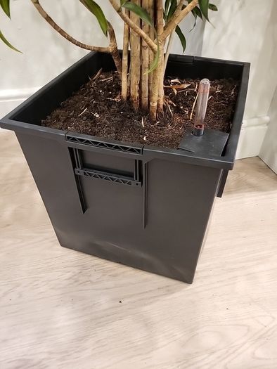 Dracaena Reflexa