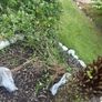 Jasmine bush Image 4