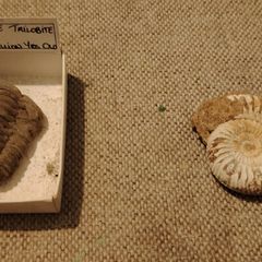 Fossils