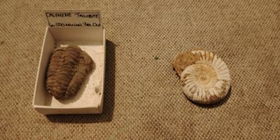 Fossils