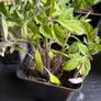 plants Image 4