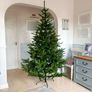 Christmas trees. Image 2