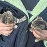 kittens Image 2