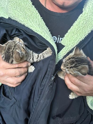 kittens