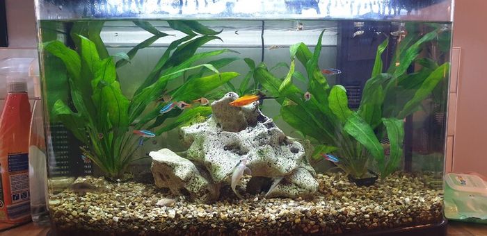 Complete Tropical Aquarium Setup, Ready to Go