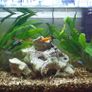 Complete Tropical Aquarium Setup, Ready to Go Image 2