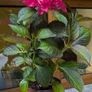Hydrangea Image 4