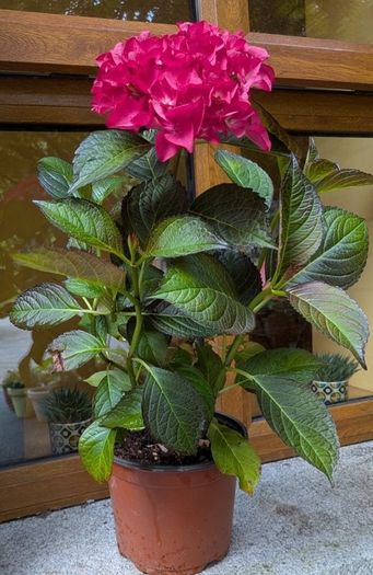 Hydrangea