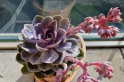 Echeveria
