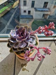 Echeveria