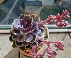 Echeveria