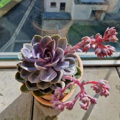 Echeveria