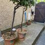 bay trees Image 2