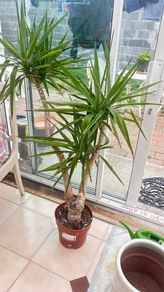 House Plant