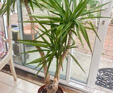 House Plant