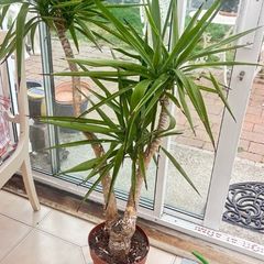House Plant