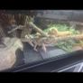 Bearded dragon and enclosure Image 2