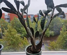 Opuntia prickly pear large plant
