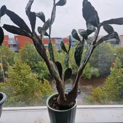 Opuntia prickly pear large plant