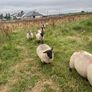 Lambs Image 4