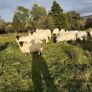Hogget Ewes For Sale Image 2