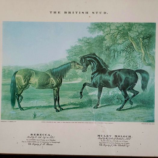 Antique oak framed trio of "The British Stud" prints
