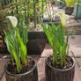 Potted plant Image 4