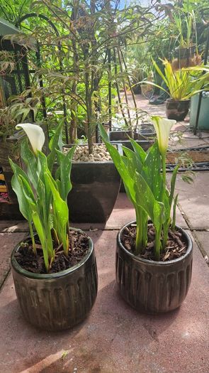 Potted plant