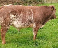 hybrid weanling bulls x PBR limousin cows