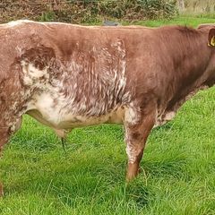 hybrid weanling bulls x PBR limousin cows
