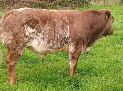 hybrid weanling bulls x PBR limousin cows