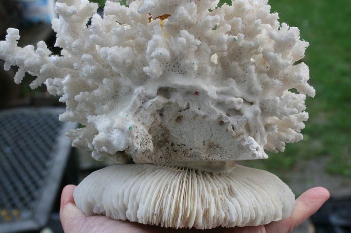 Natural 100% Real White Coral Reef Seashell Aquarium Decor Coral Decoration 7" x 8"
