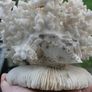 Natural 100% Real White Coral Reef Seashell Aquarium Decor Coral Decoration 7" x 8" Image 5
