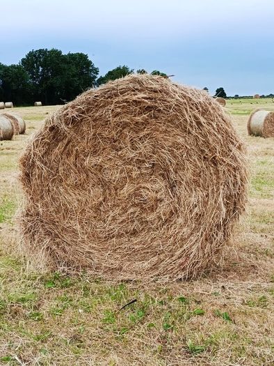 Quality Hay
