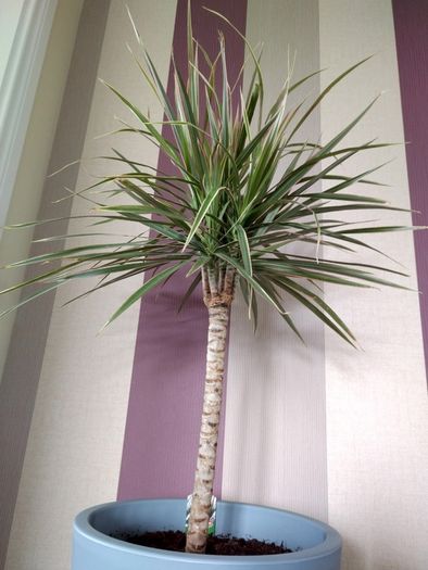 Indoor Dracaena Plant and Blue Plastic Plant Pot