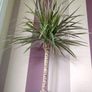 Indoor Dracaena Plant and Blue Plastic Plant Pot Image 6