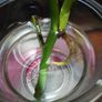 Monstera Burle Marx Flame rooting Image 8