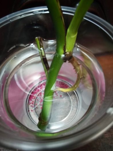 Monstera Burle Marx Flame rooting