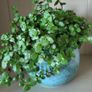 Trailing House Plants. Image 8