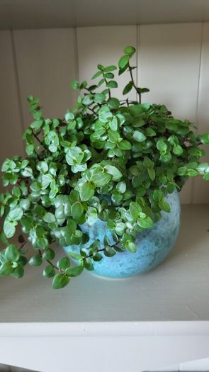 Trailing House Plants.