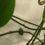 Epipremnum aureum plant XXL Image 2