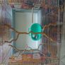 bird cage Image 3