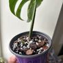 Monstera Albo Image 2