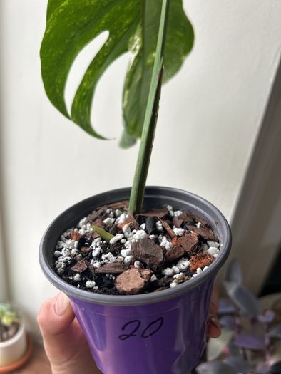 Monstera Albo