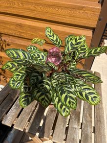 Peacock House Plant